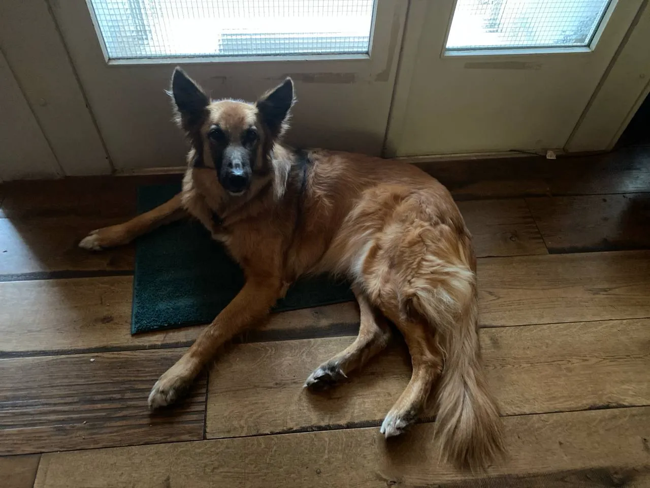 Hund auf der Fußmatte vor der Eingangstür